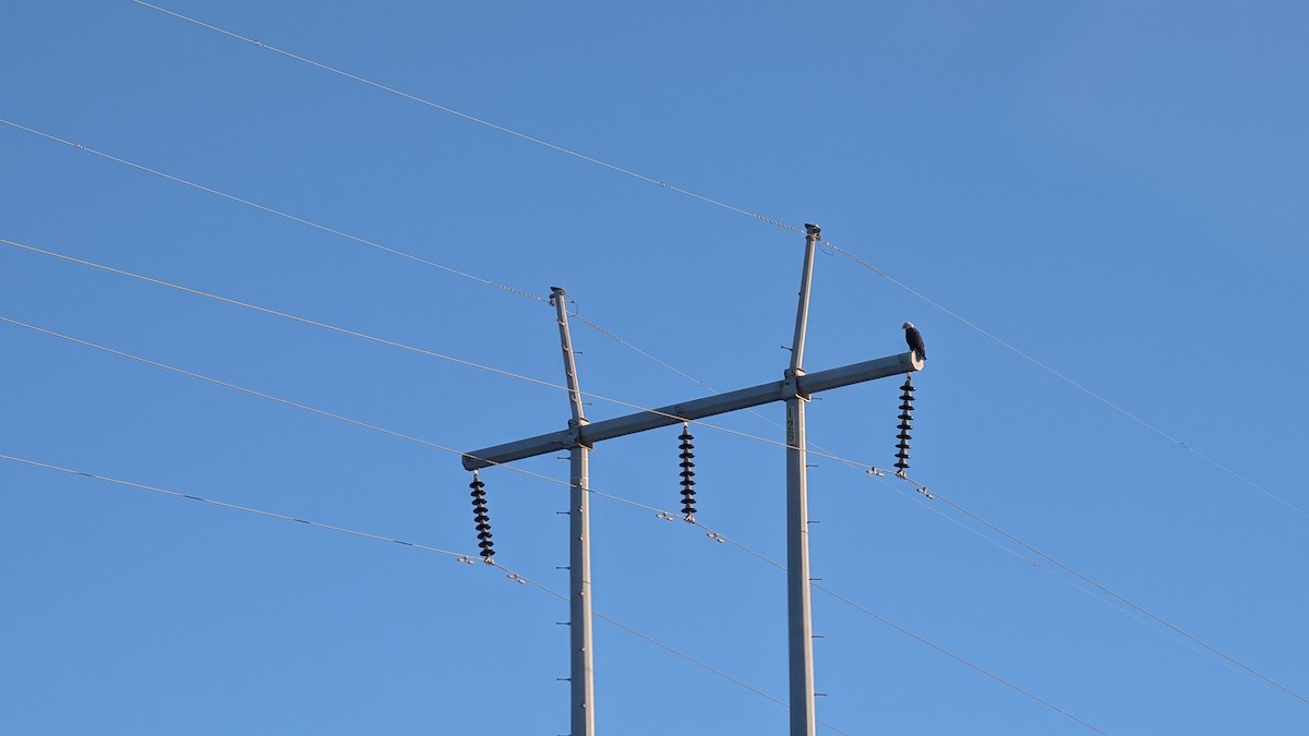 Pygargue à tête blanche - ML644455853