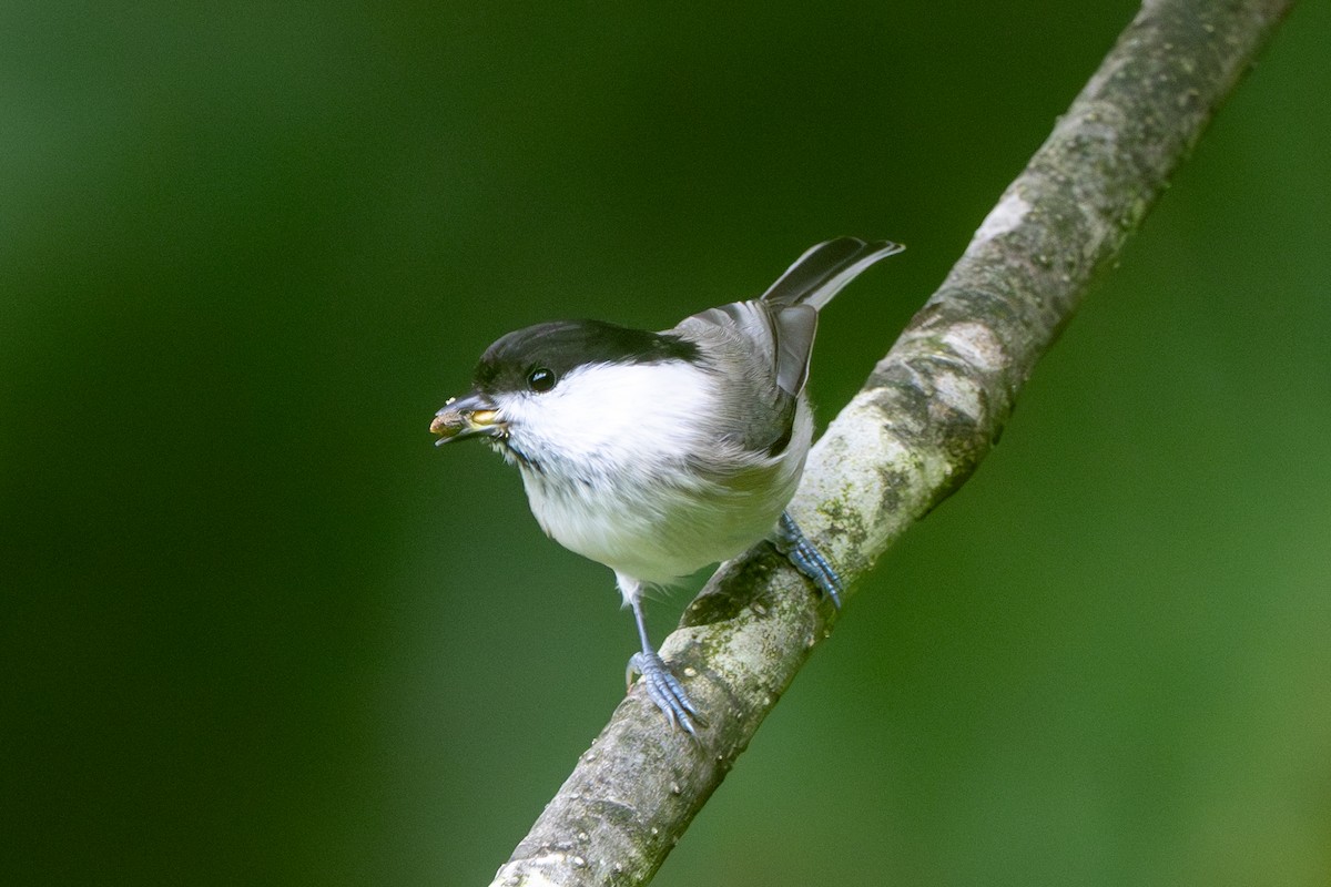 Mésange boréale - ML644455856