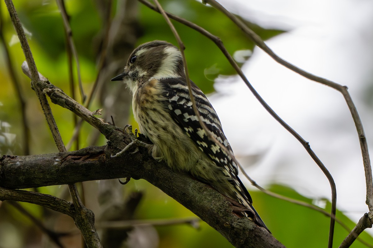 Pic kisuki - ML644455859