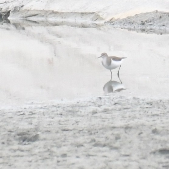 Chevalier guignette - ML644455860