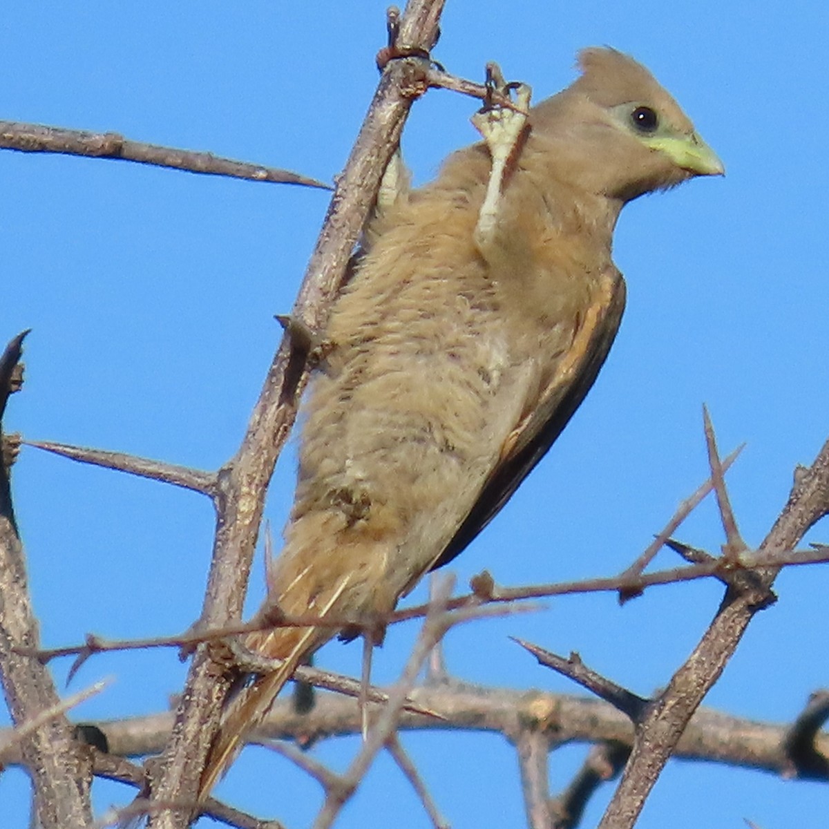 Coliou quiriva - ML644455861