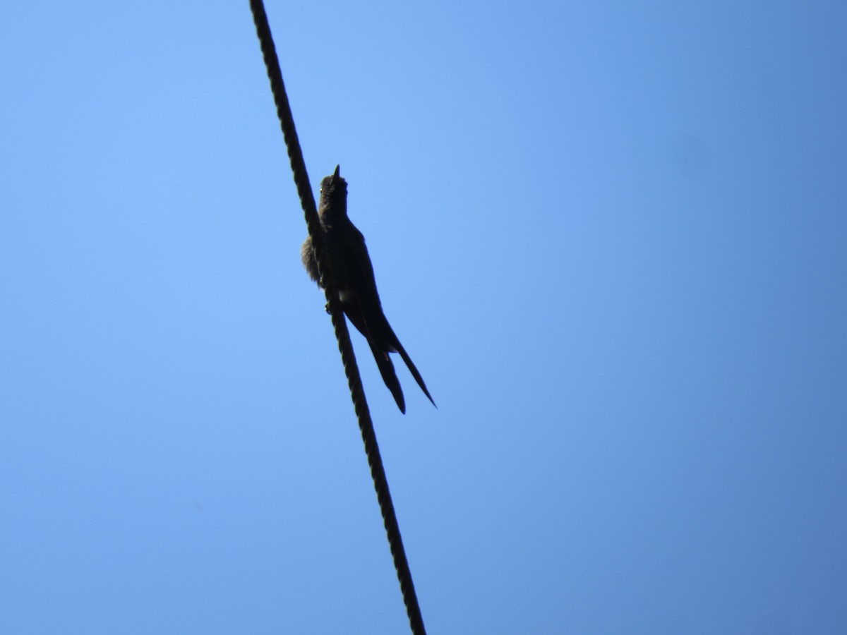 Colibri hirondelle - ML644455862