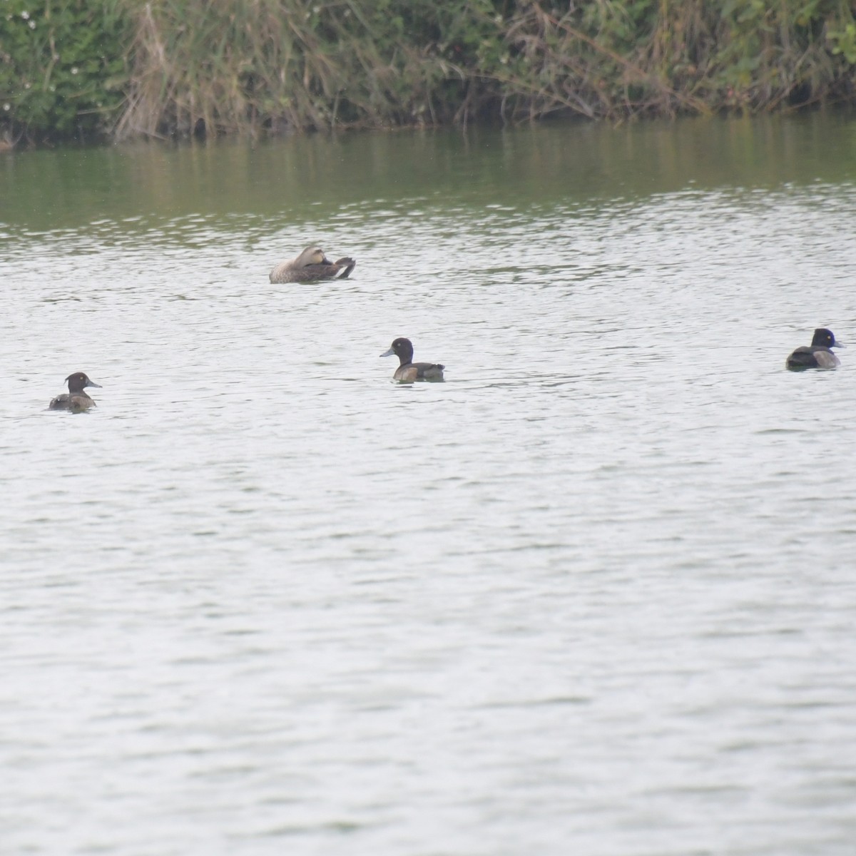 Fuligule morillon - ML644455866