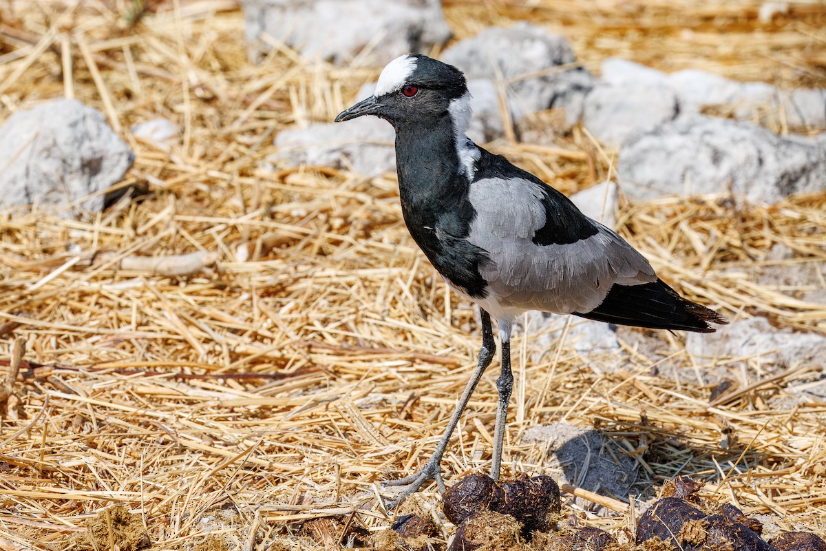 Vanneau armé - ML644455867