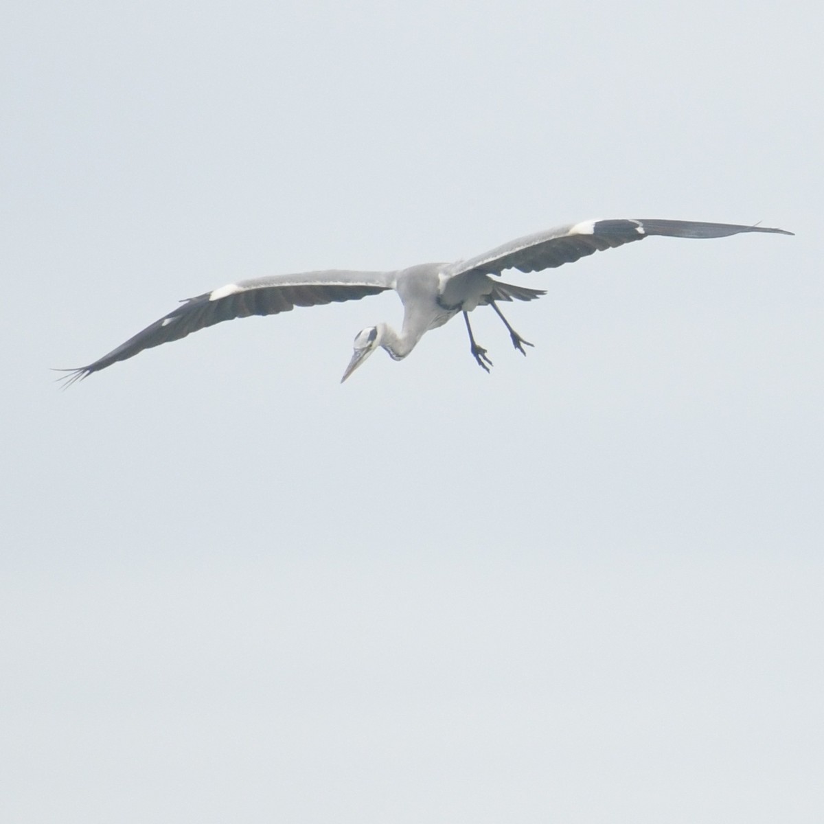 Héron cendré - ML644455872