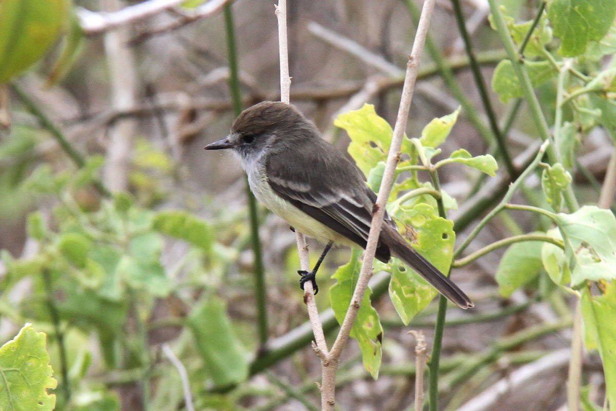 Tyran des Galapagos - ML644455873