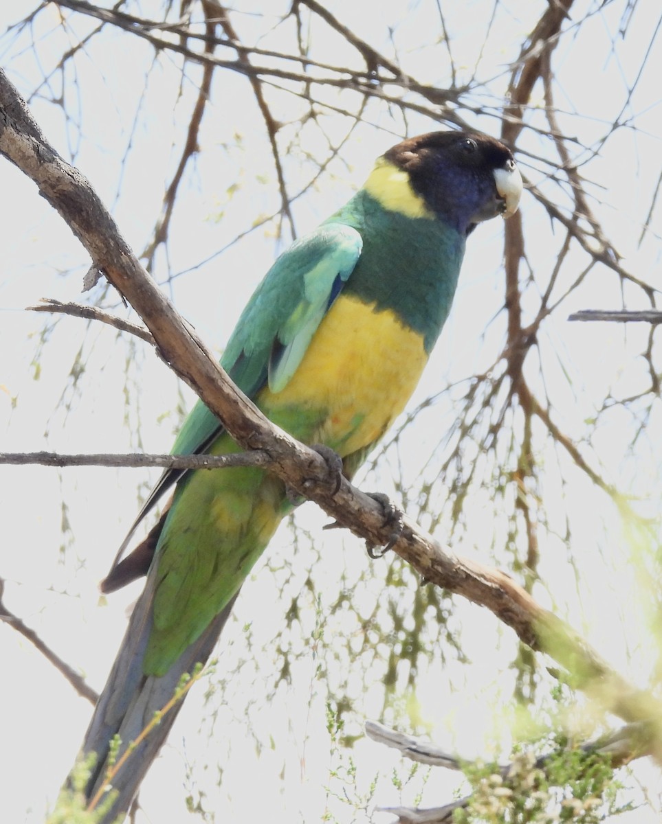 Perruche à col jaune - ML644455875