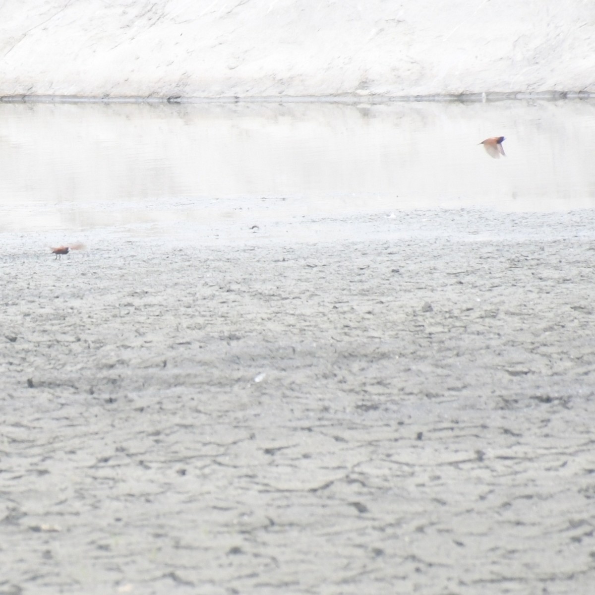 Capucin à tête noire - ML644455878