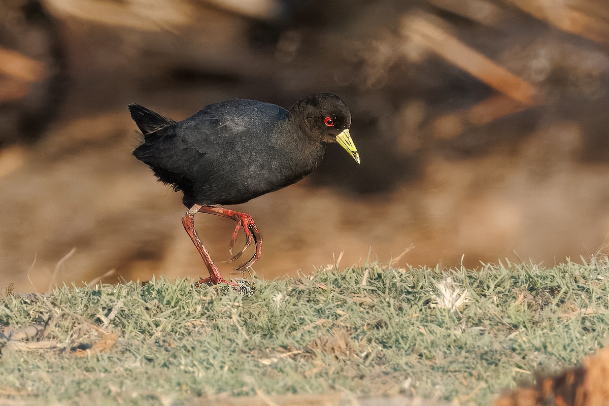 Marouette à bec jaune - ML644455882