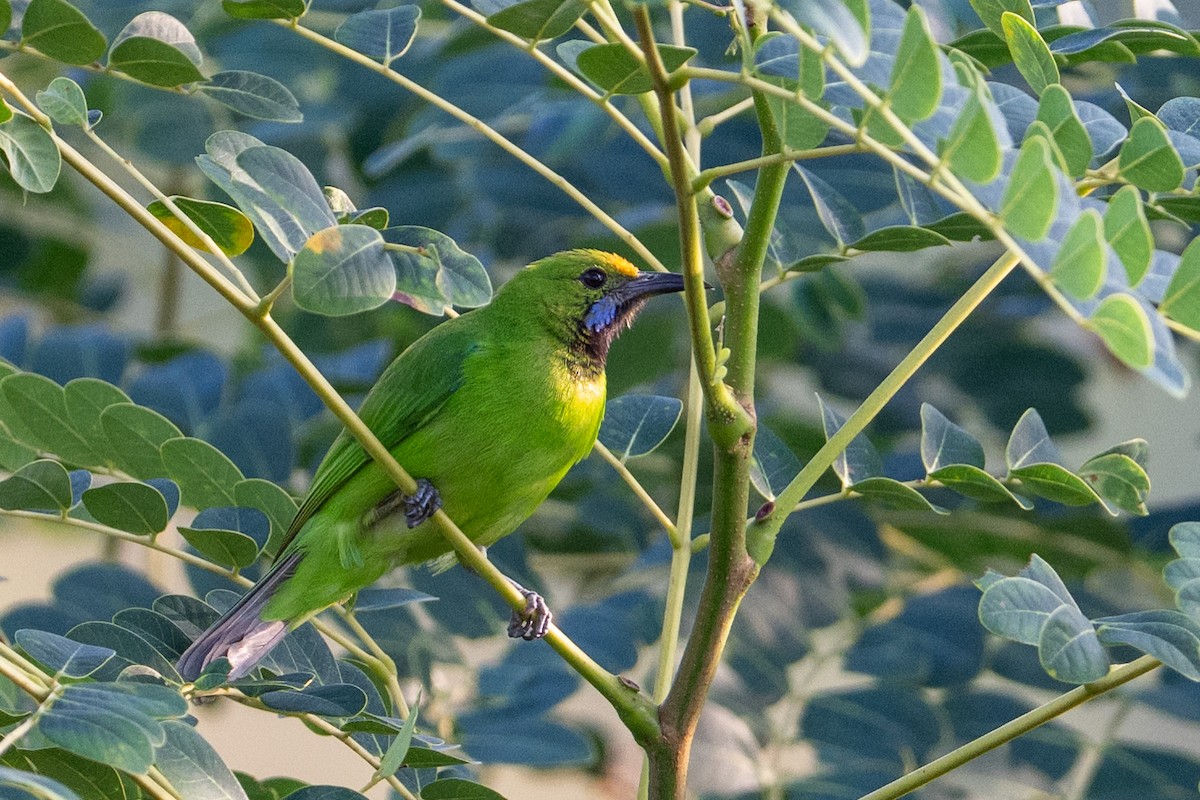 Verdin à front d'or - ML644455883