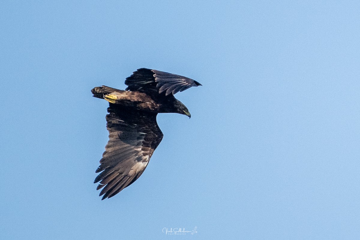 Aigle criard - ML644455889