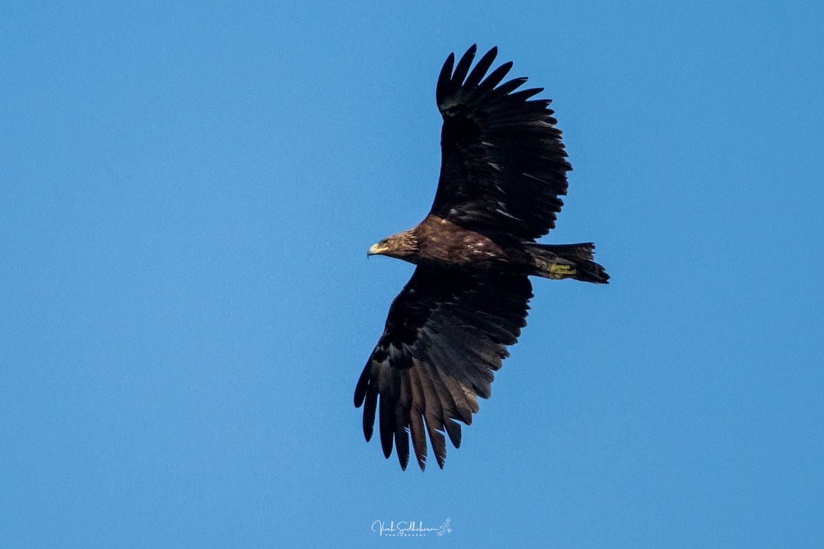 Aigle criard - ML644455891