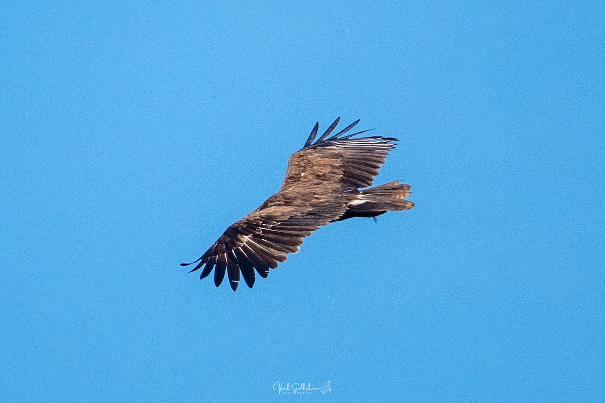 Aigle criard - ML644455892