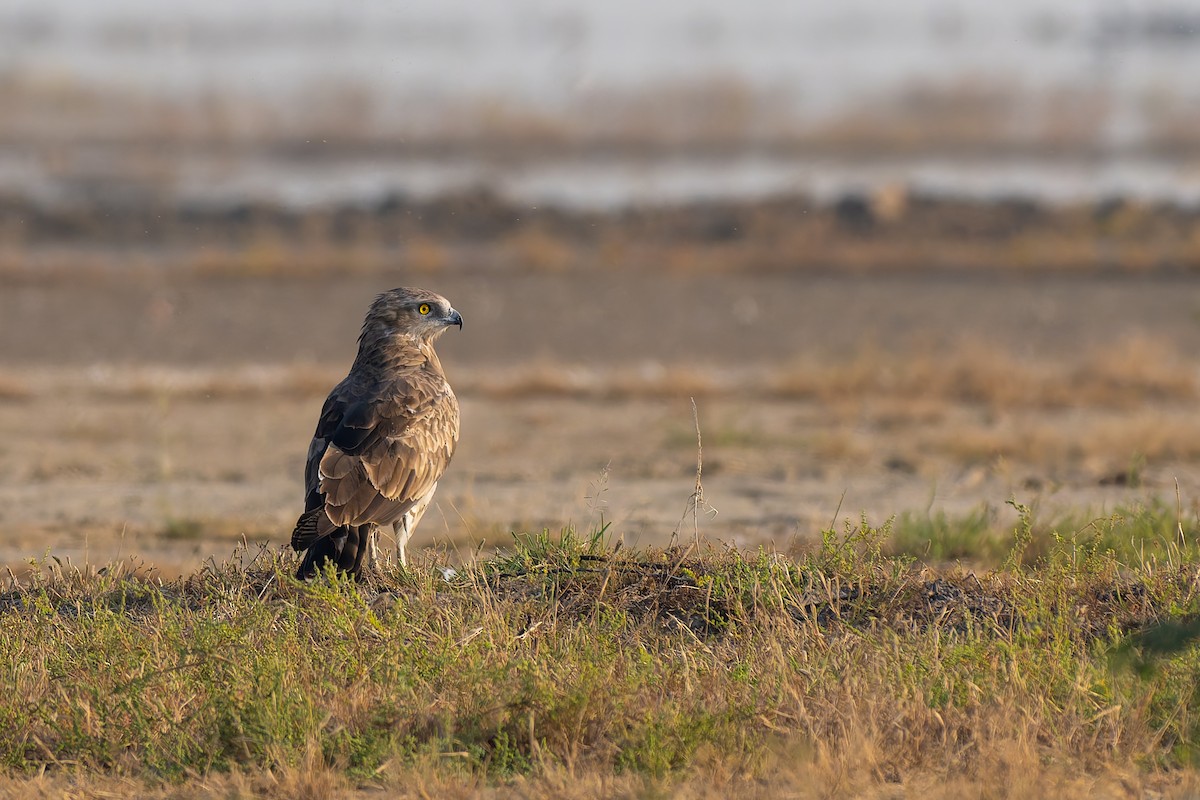Circaète Jean-le-Blanc - ML644455893