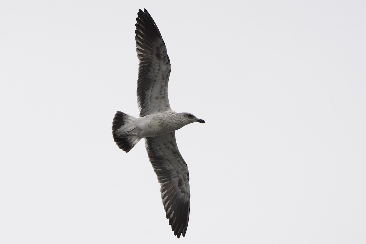 Kelp Gull - ML644455894