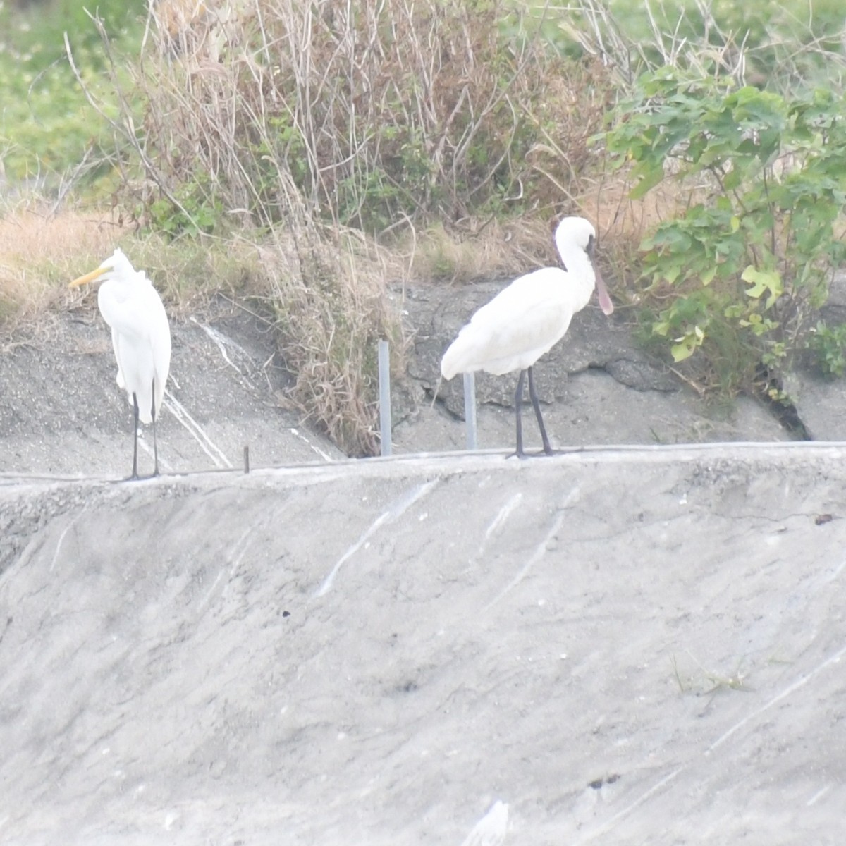 Petite Spatule - ML644455899