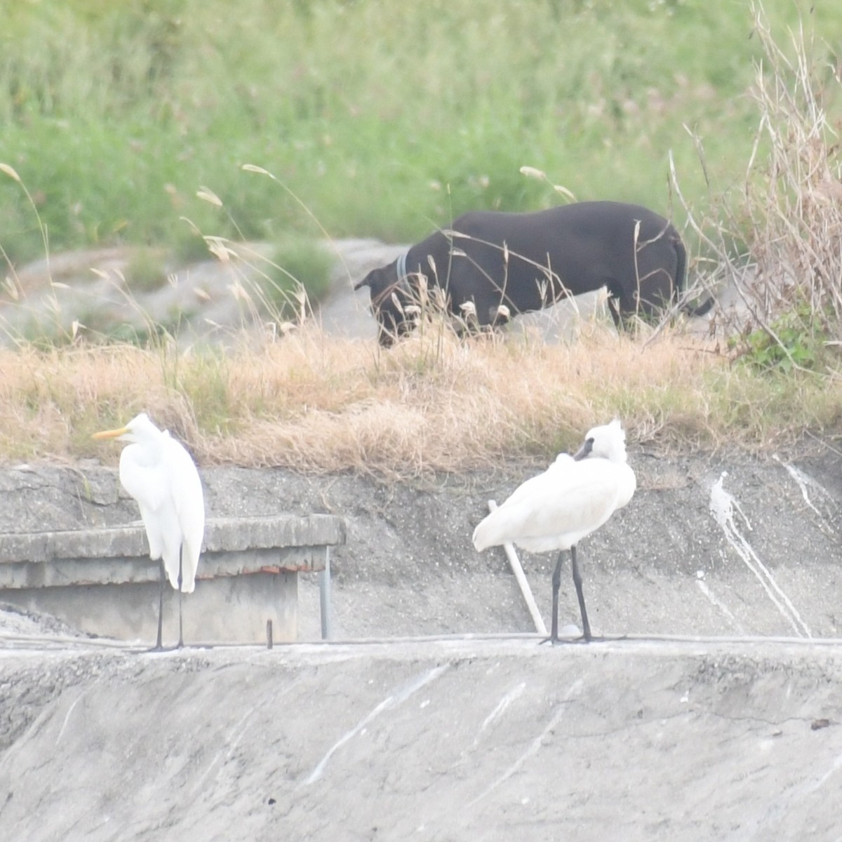 Petite Spatule - ML644455900