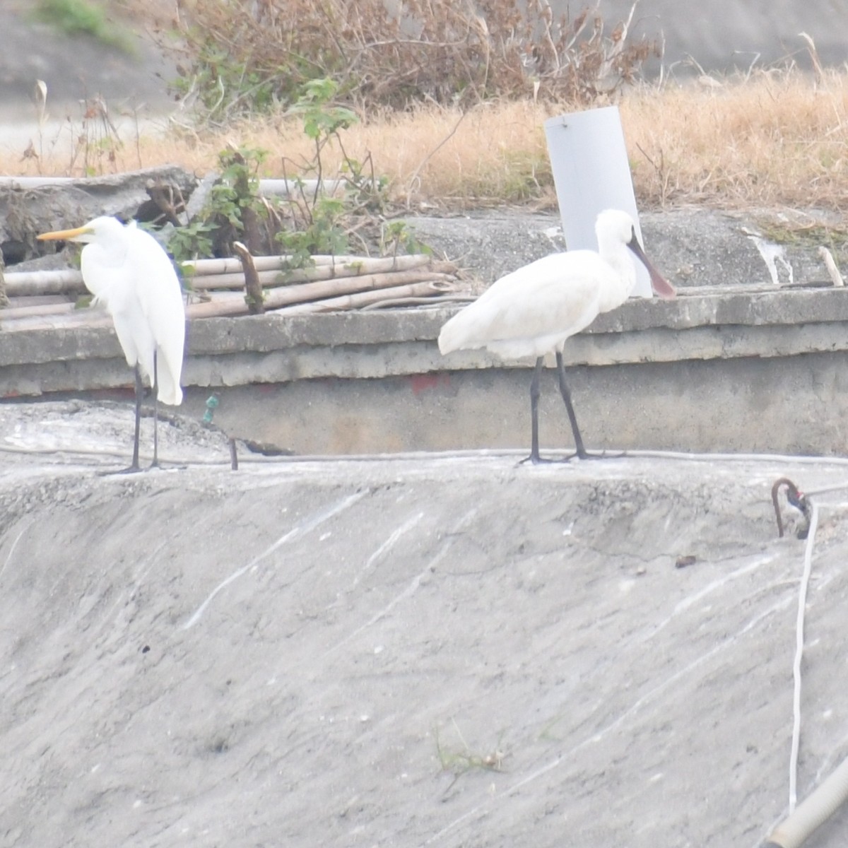 Petite Spatule - ML644455901