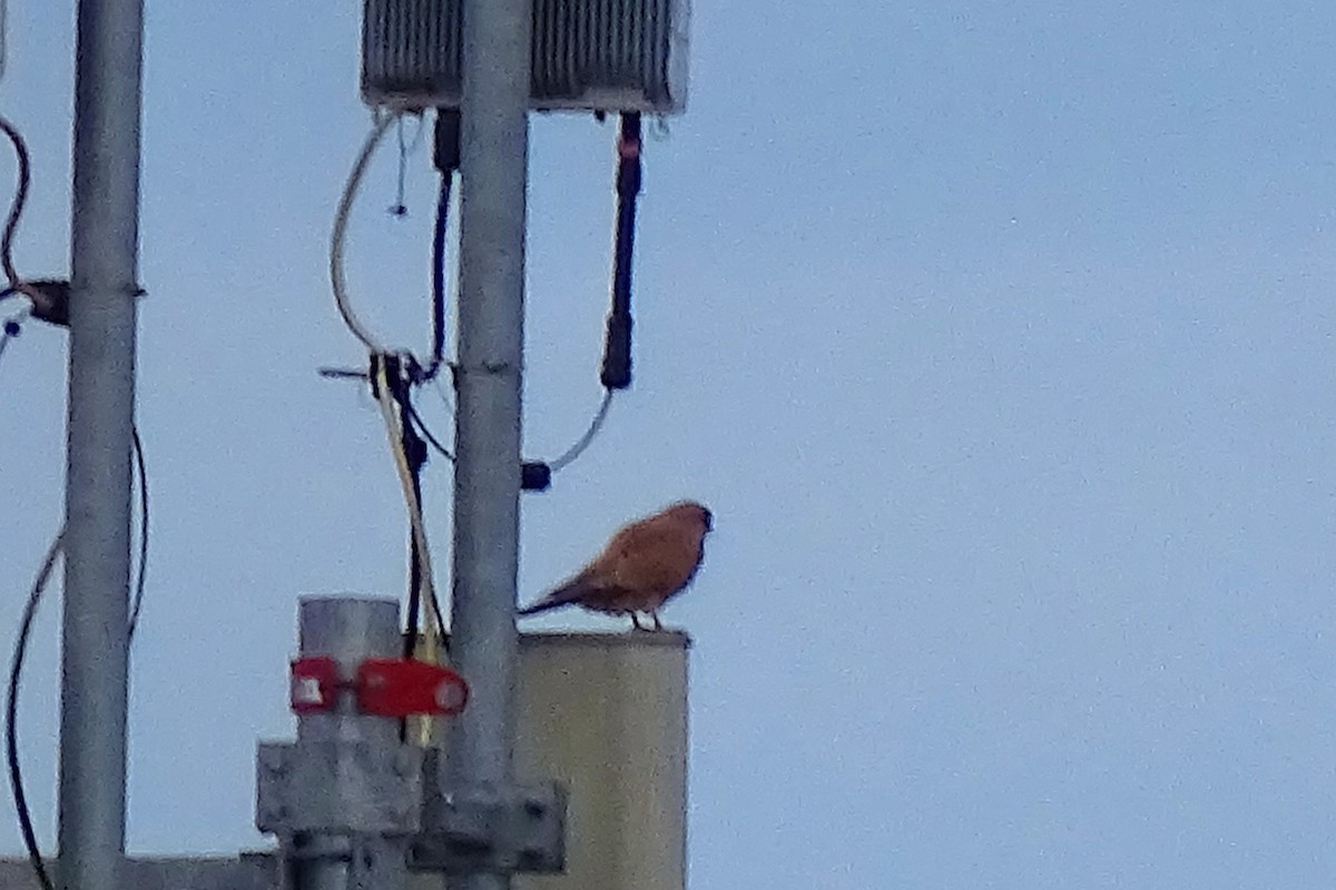 チョウゲンボウ - ML644455902