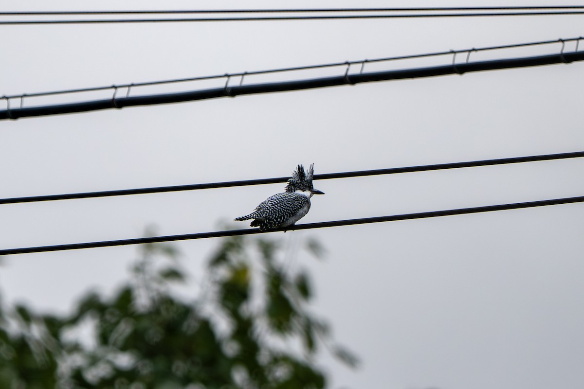 Crested Kingfisher - ML644455904
