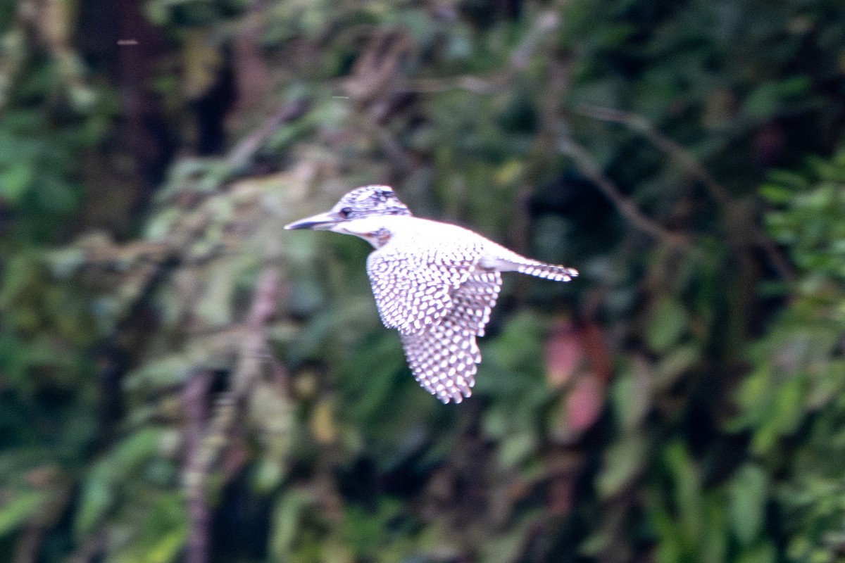 Crested Kingfisher - ML644455905