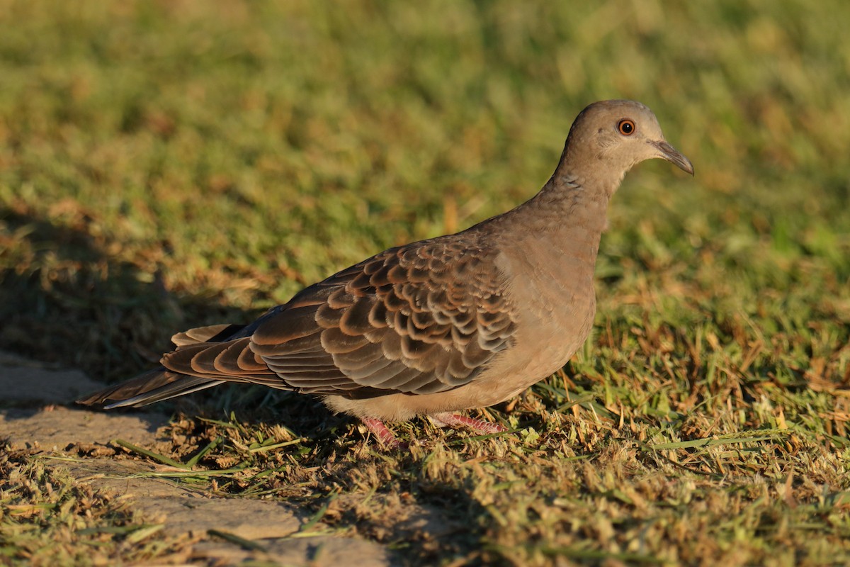 Oriental Turtle-Dove - ML644455913
