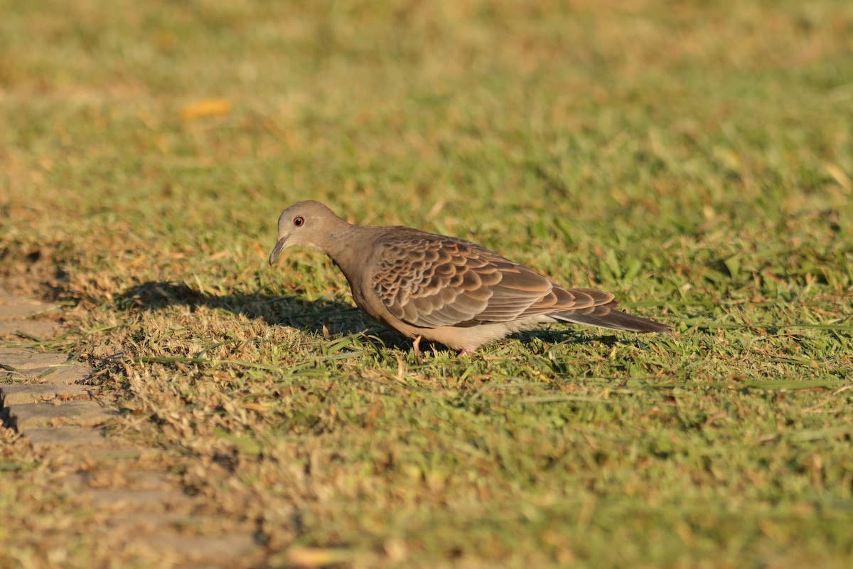 Oriental Turtle-Dove - ML644455914