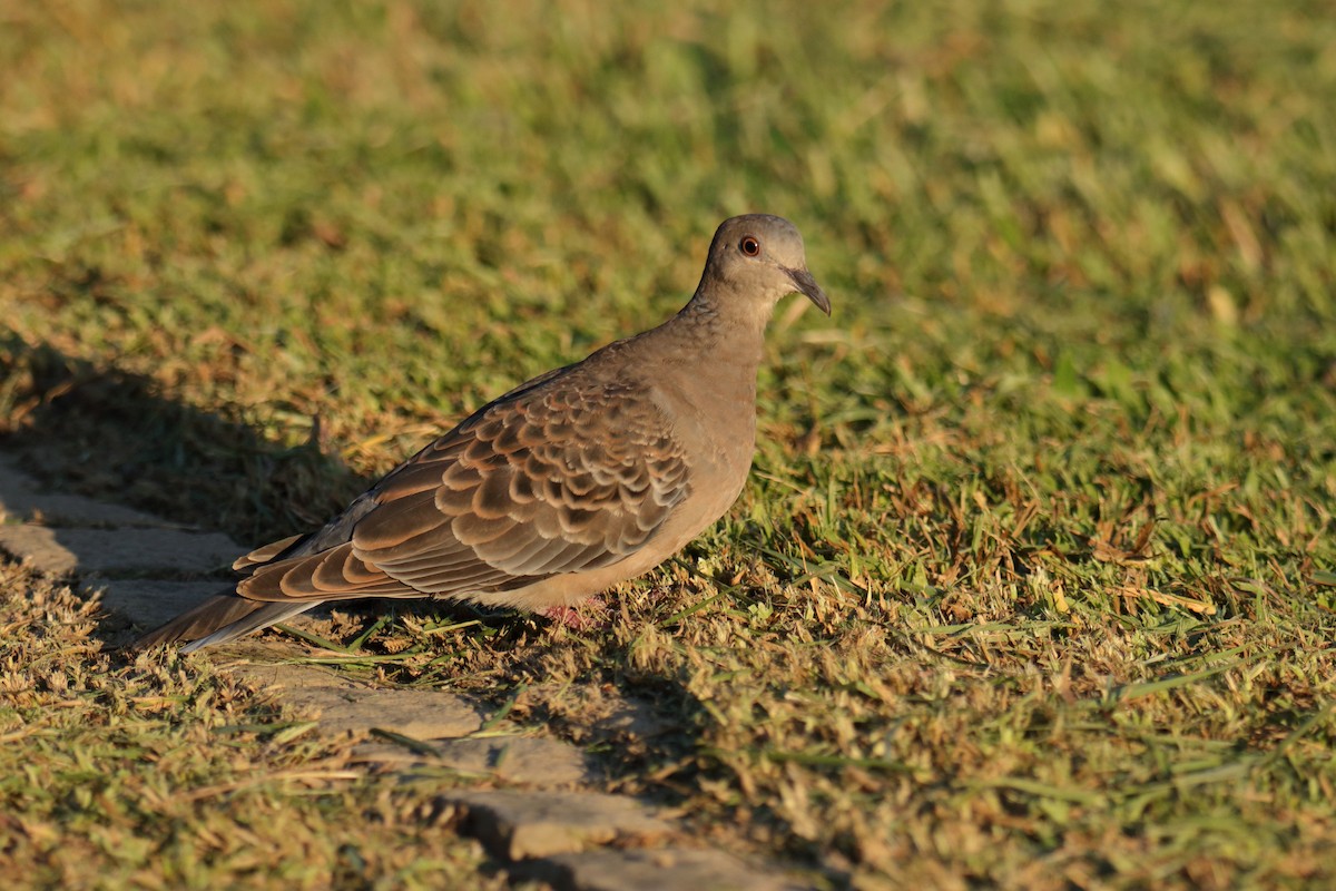 Oriental Turtle-Dove - ML644455915