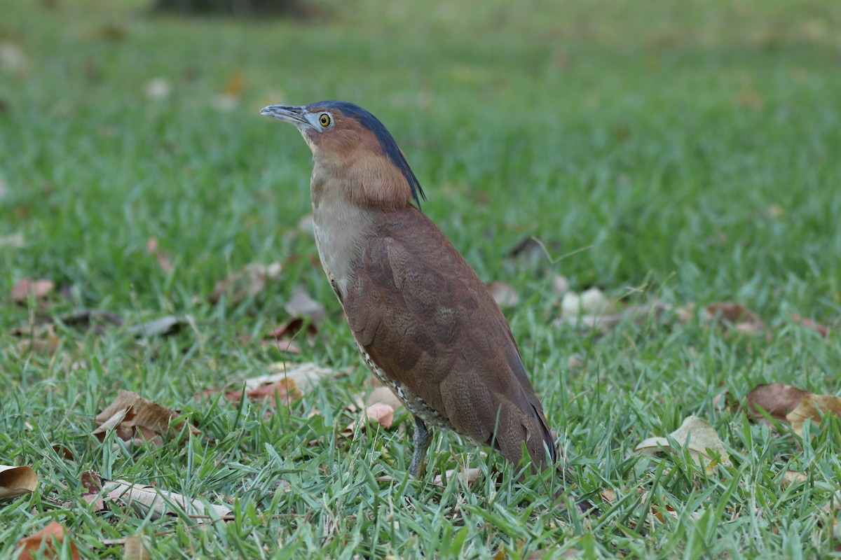 Malayan Night Heron - ML644455922