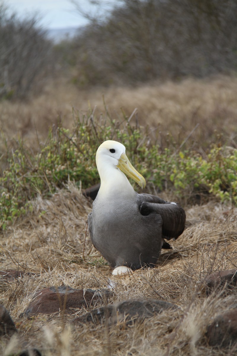 Waved Albatross - ML644455932