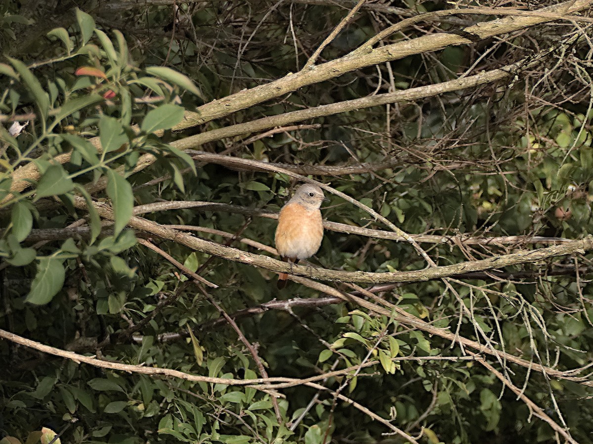 Common Redstart - ML644455933