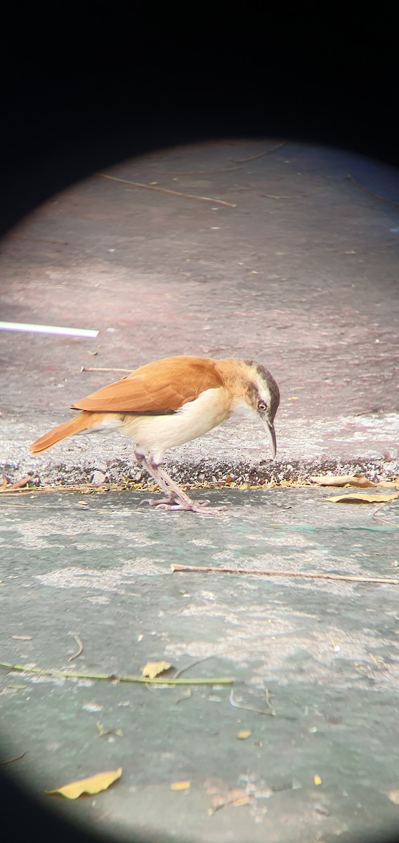 kanelryggovnfugl - ML644455934