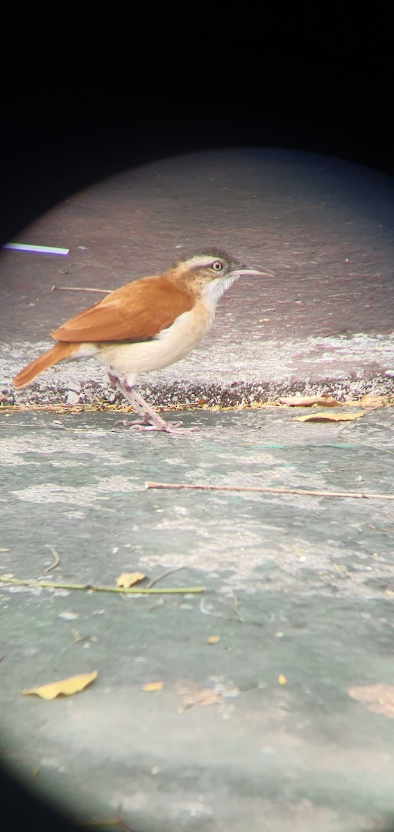 kanelryggovnfugl - ML644455935