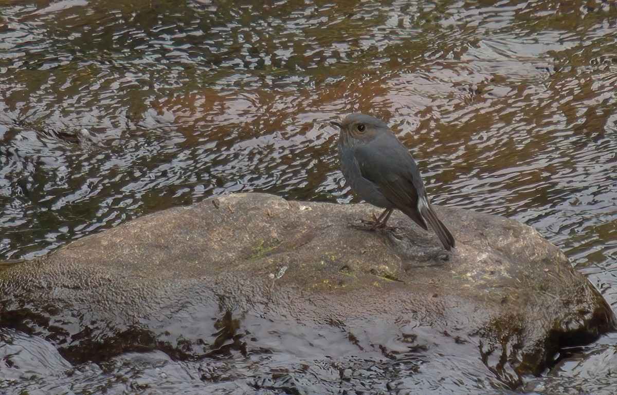 Kurşuni Kızılkuyruk - ML644455939