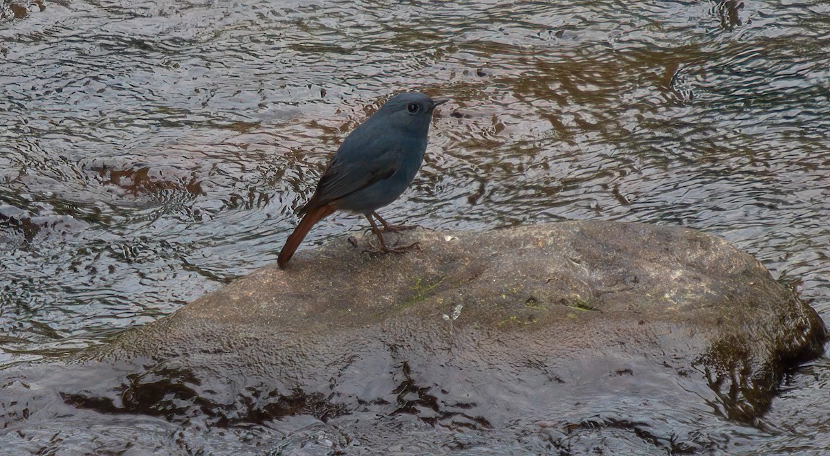 Kurşuni Kızılkuyruk - ML644455940