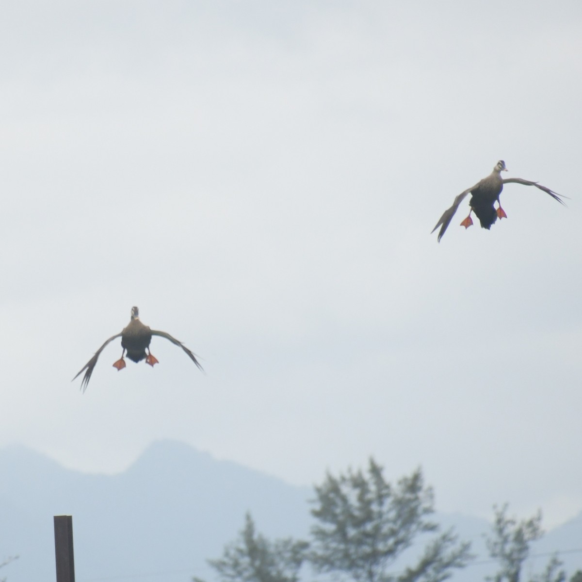 カルガモ - ML644455941