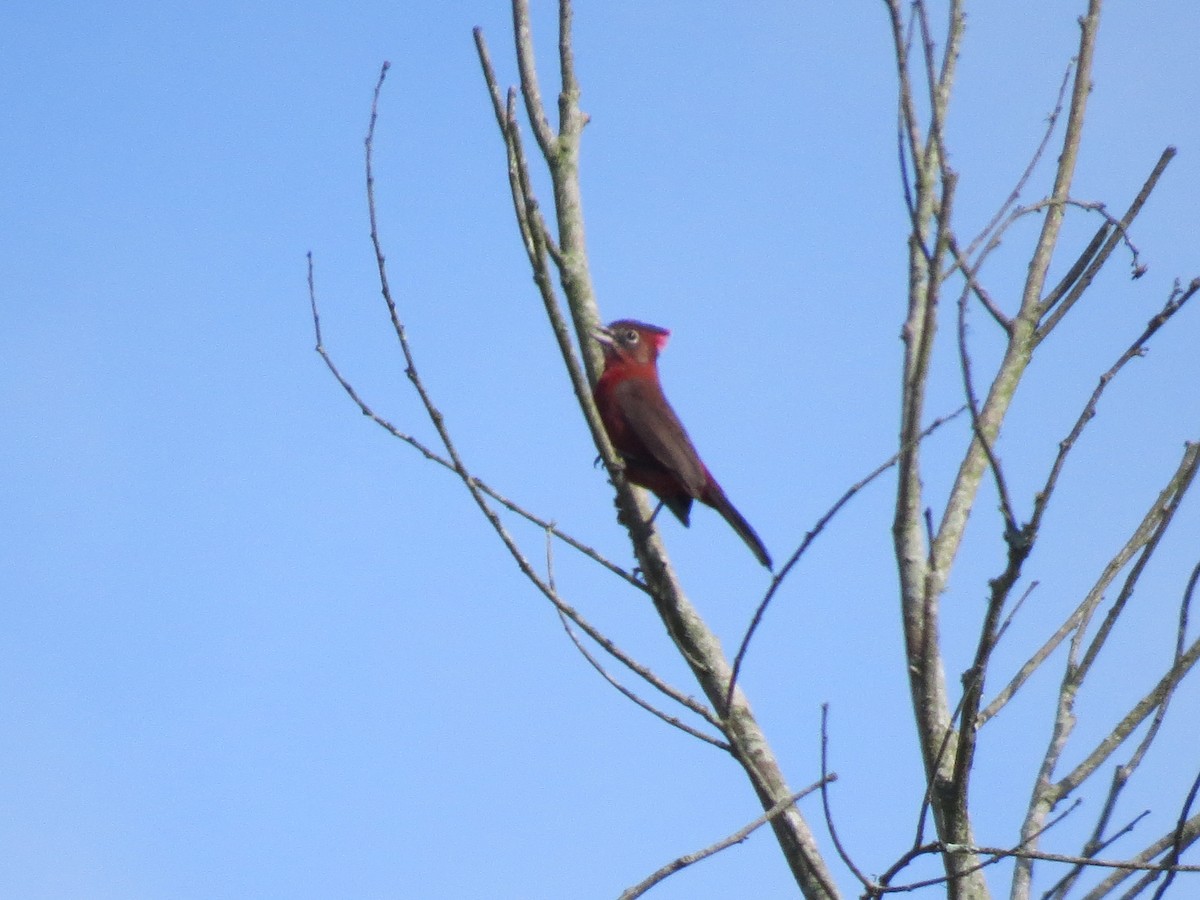 Araguira rougeâtre - ML644455942