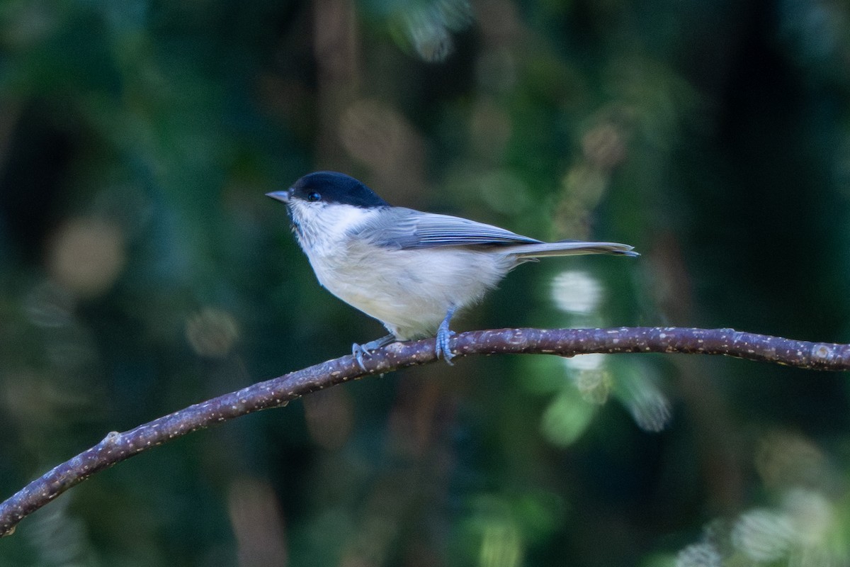 Mésange boréale - ML644455943