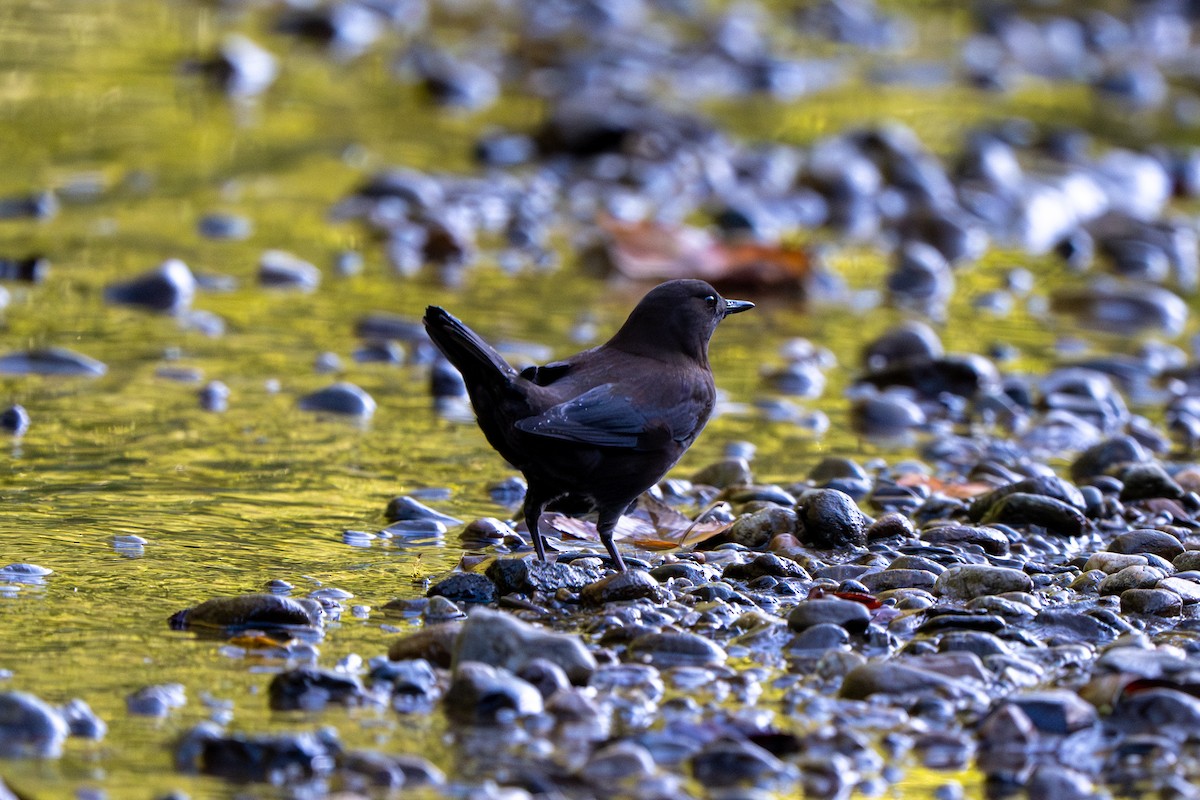 Brown Dipper - ML644455944