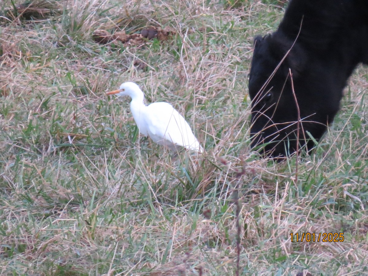 Sığır Balıkçılı - ML644455946