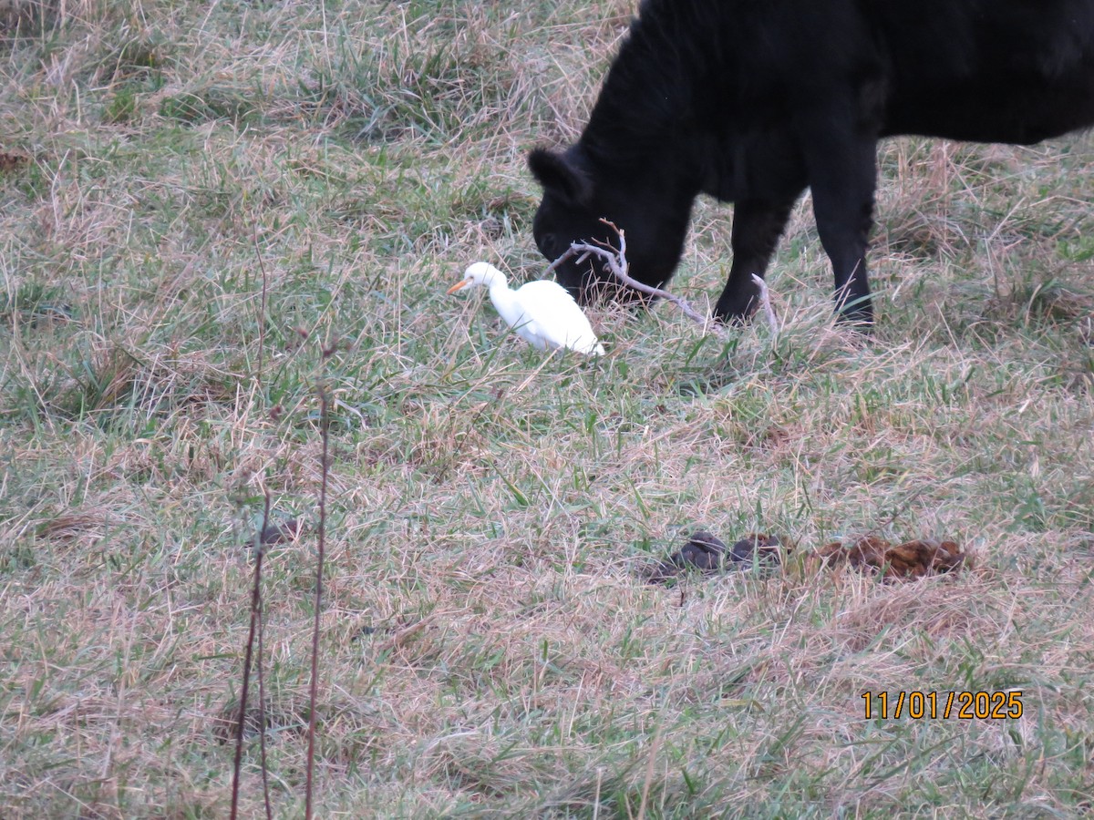 Sığır Balıkçılı - ML644455947