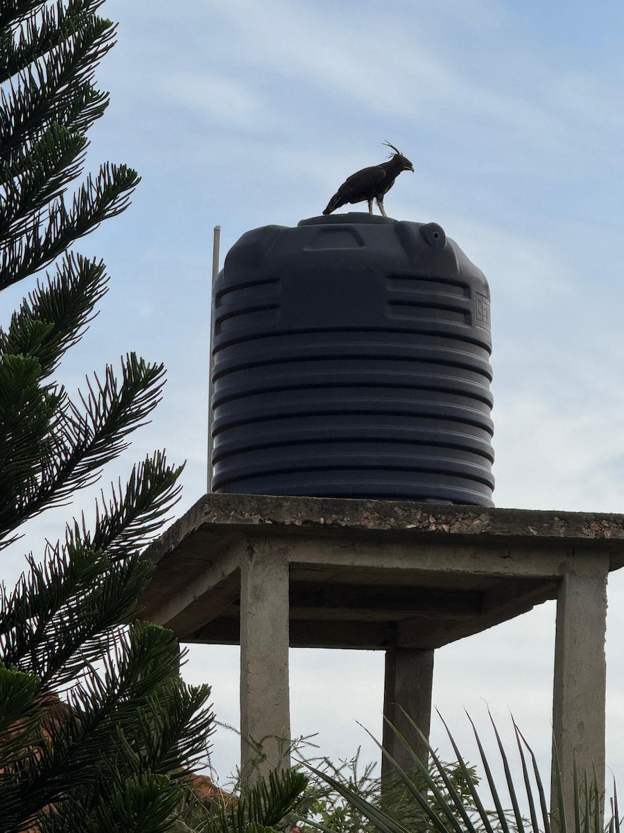 Long-crested Eagle - ML644455967