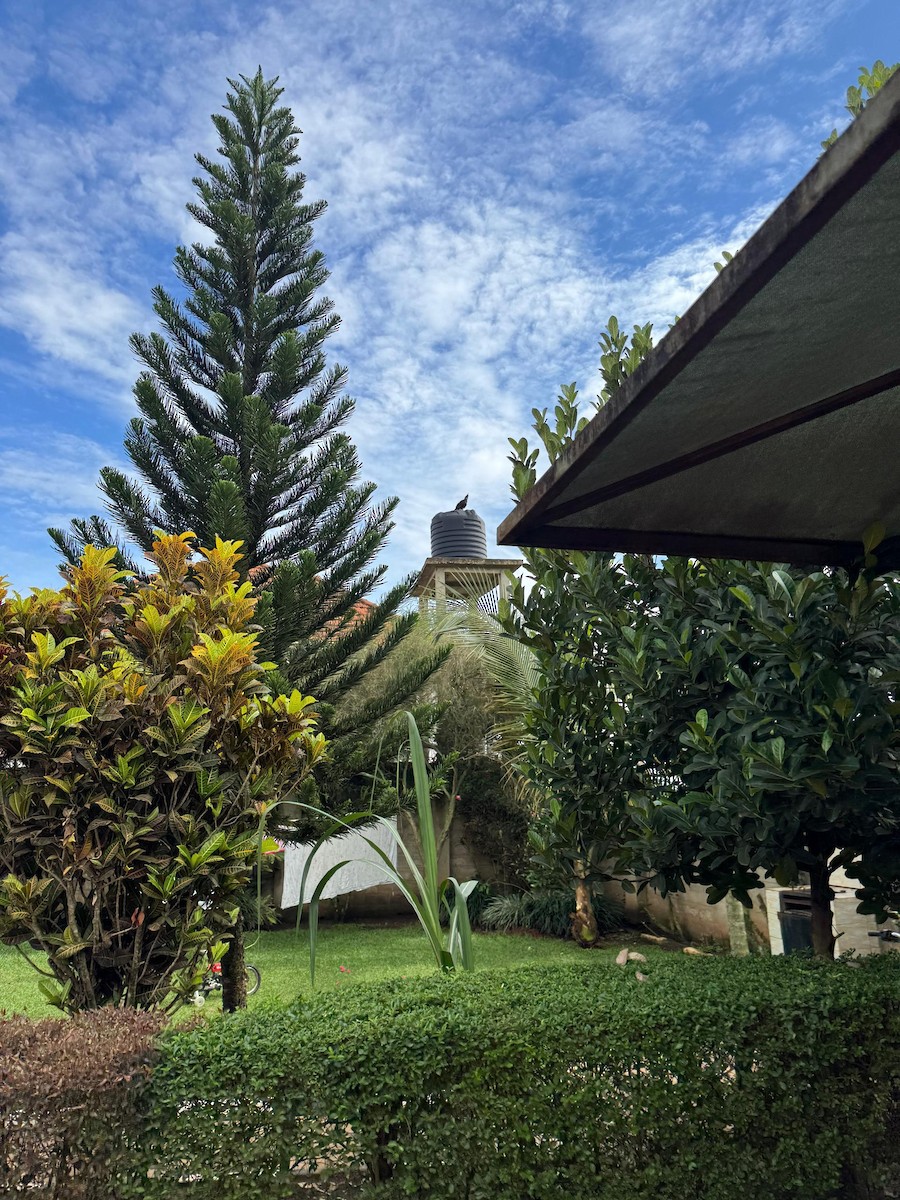 Long-crested Eagle - ML644455968