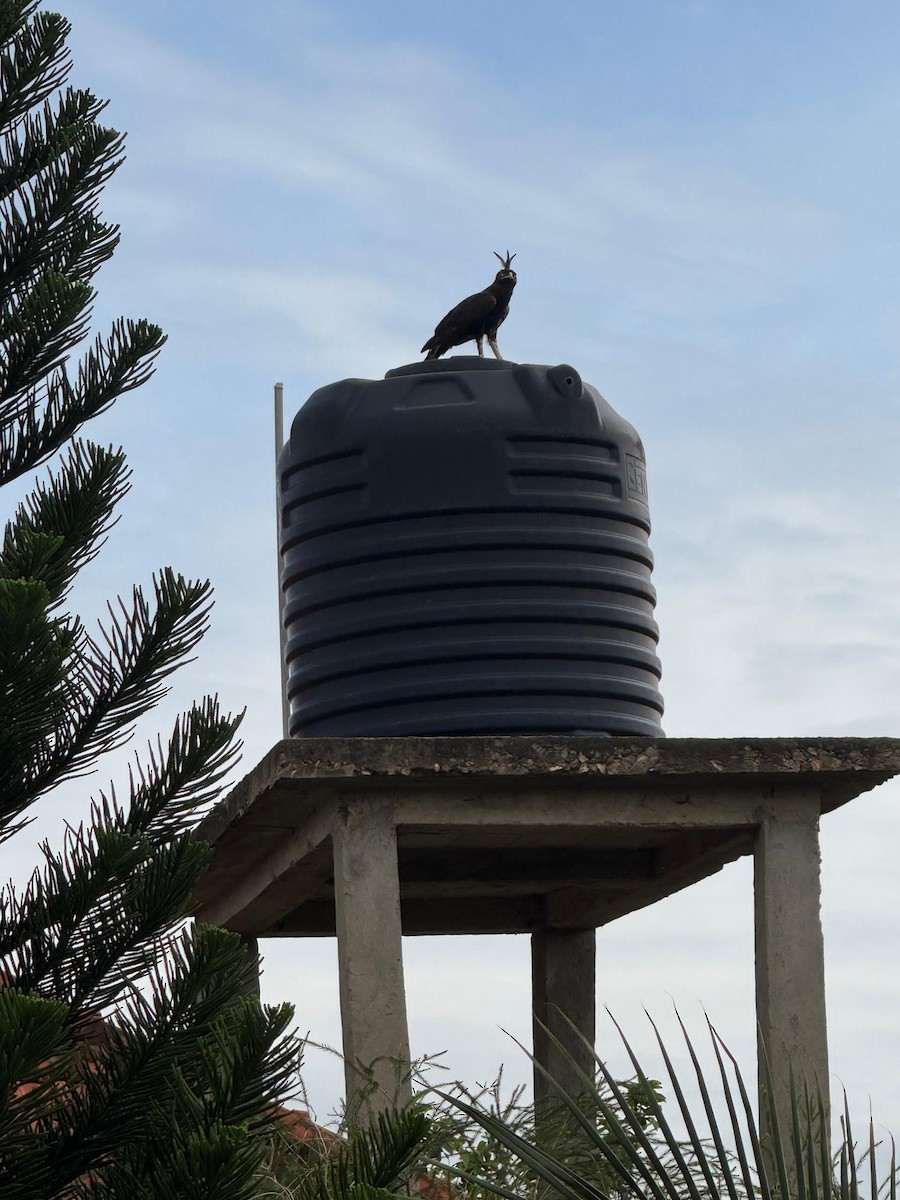 Long-crested Eagle - ML644455969
