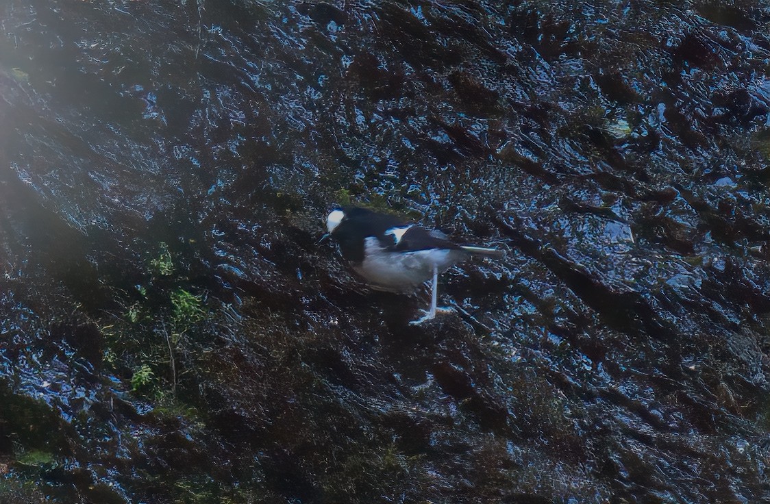 Little Forktail - ML644455971