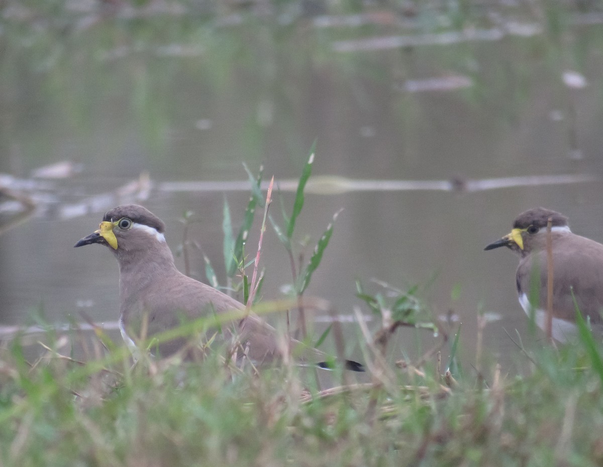 Yellow-wattled Lapwing - ML644455973