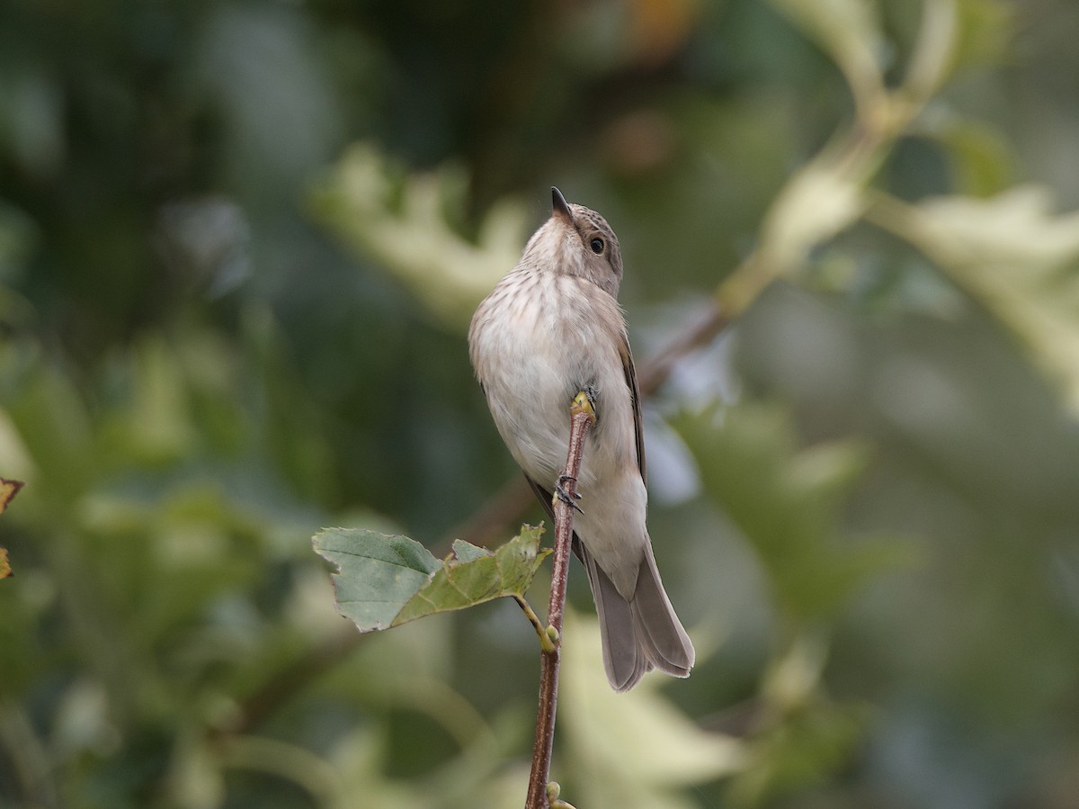 Benekli Sinekkapan - ML644455976