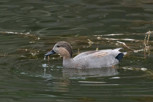 Нерозень - ML644455977