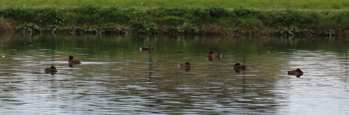 Hardhead - ML644455981