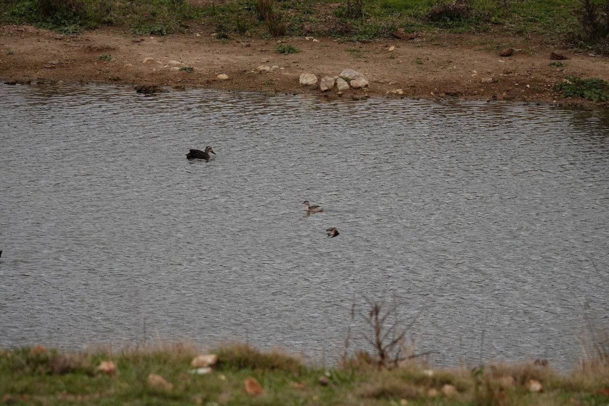 Haarschopftaucher - ML644455986